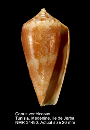 Conus ventricosus (3).jpg - Conus ventricosusGmelin,1791